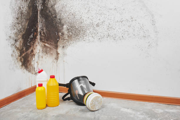 Home Mold Removal in Pinckneyville, IL