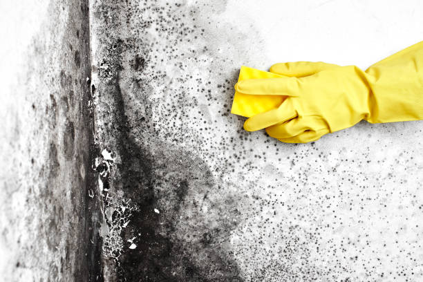 Best Mold Cleaning Services  in Pinckneyvle, IL