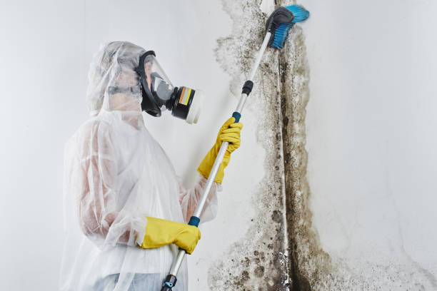 Best Mold Testing  in Pinckneyvle, IL