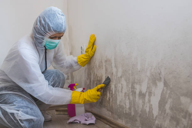Best Toxic Mold Removal  in Pinckneyvle, IL
