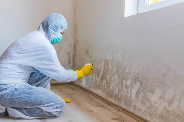 Best Commercial Mold Removal  in Pinckneyvle, IL