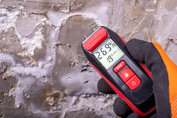 Best Office Mold Removal Services  in Pinckneyvle, IL