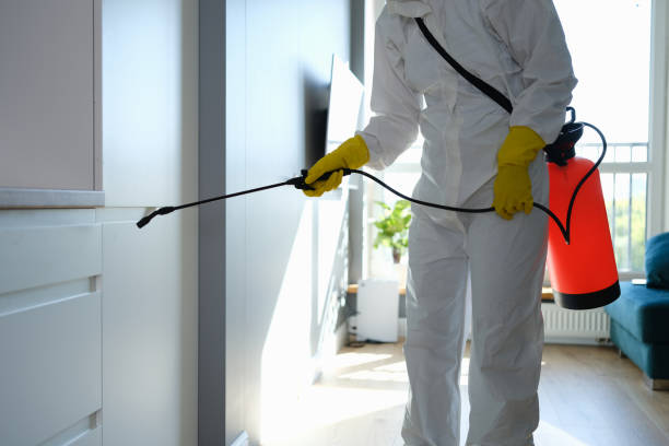 Best Fast Mold Removal  in Pinckneyvle, IL