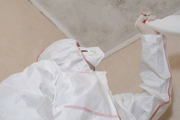 Best Local Mold Removal Service  in Pinckneyvle, IL