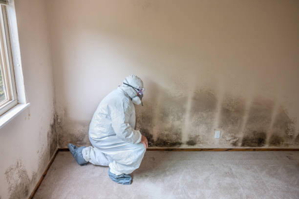 Best Mold Damage Repair  in Pinckneyvle, IL
