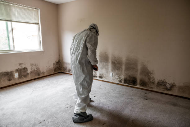 Reliable Pinckneyville, IL Mold Removal Solutions