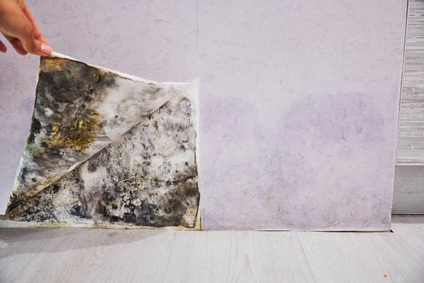 Best Mold Damage Repair  in Pinckneyvle, IL